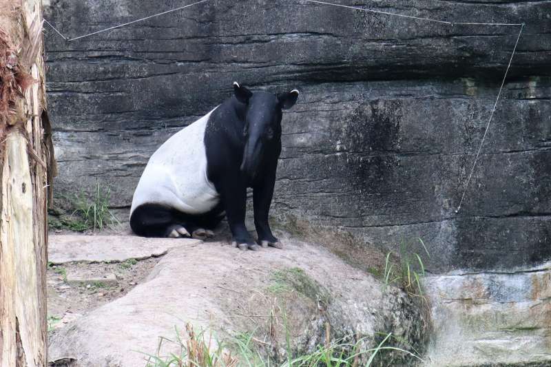 動物外交、台北市立動物園的馬來貘，正面看起來面無表情。（蔡娪嫣攝）