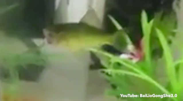 Some viewers suggested the fish had only lost its gills and jaw. Photo: Youtube