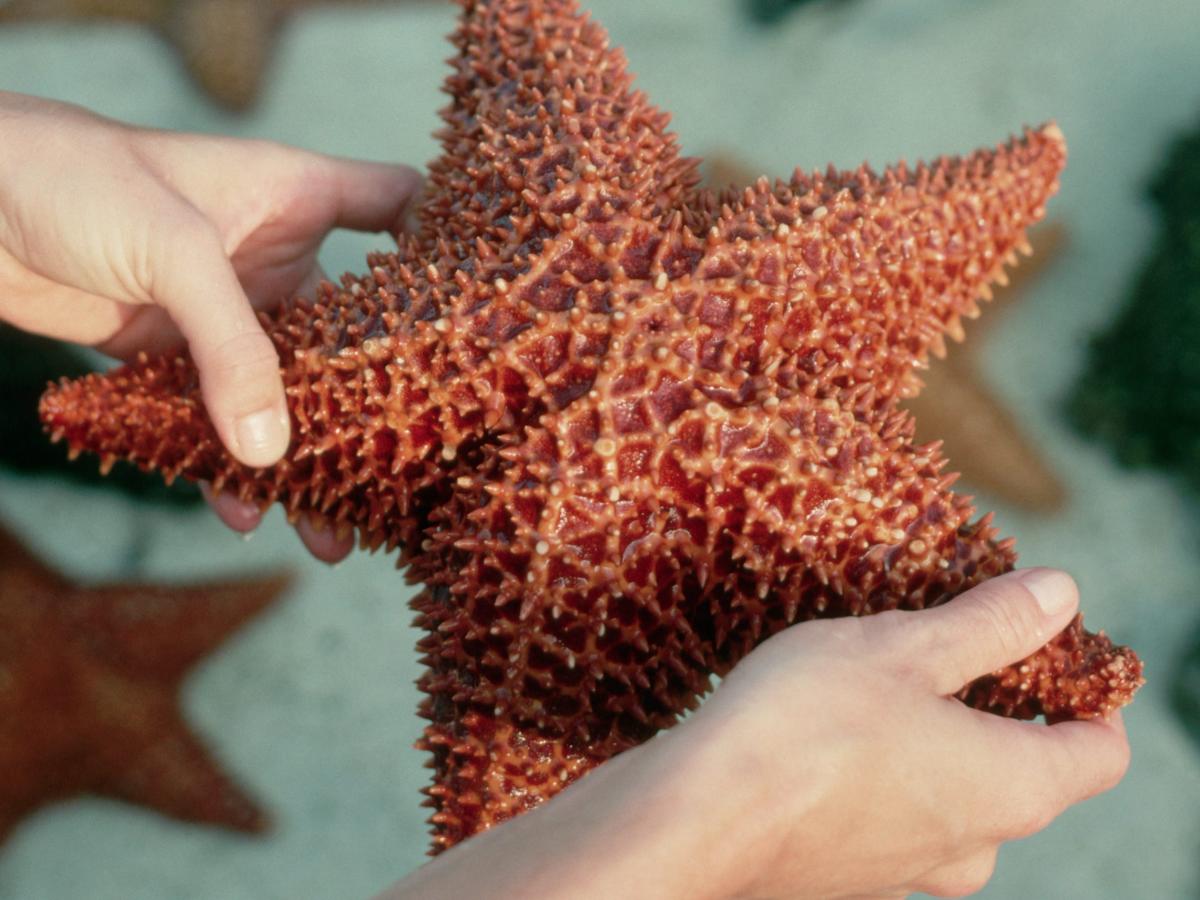 Genetically speaking, starfish have no arms—only a head, Science