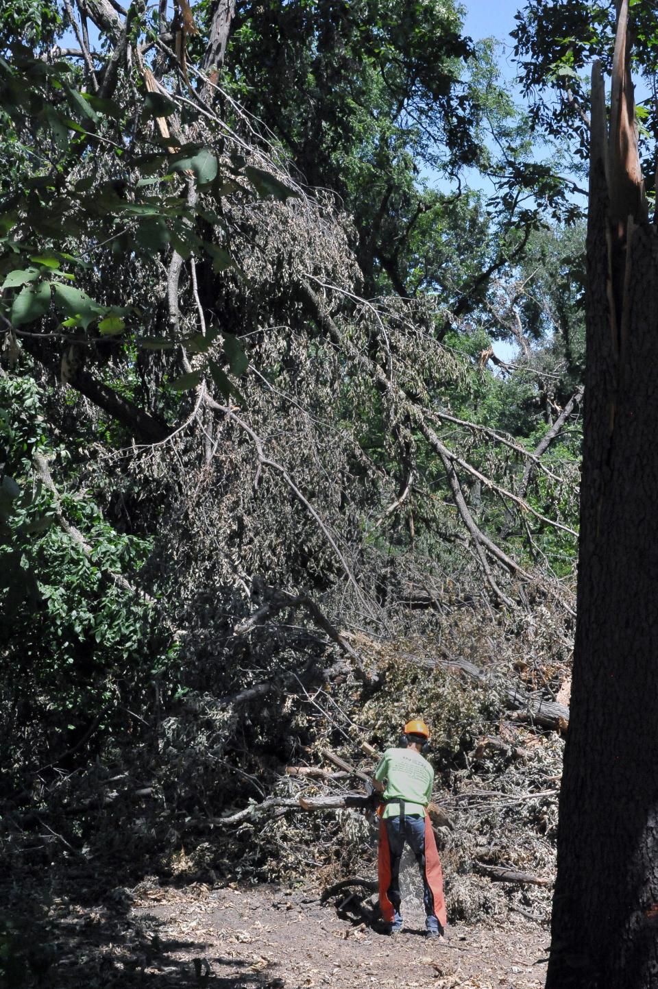 Mike Entner uses a chainsaw on a big tree that was blown over.