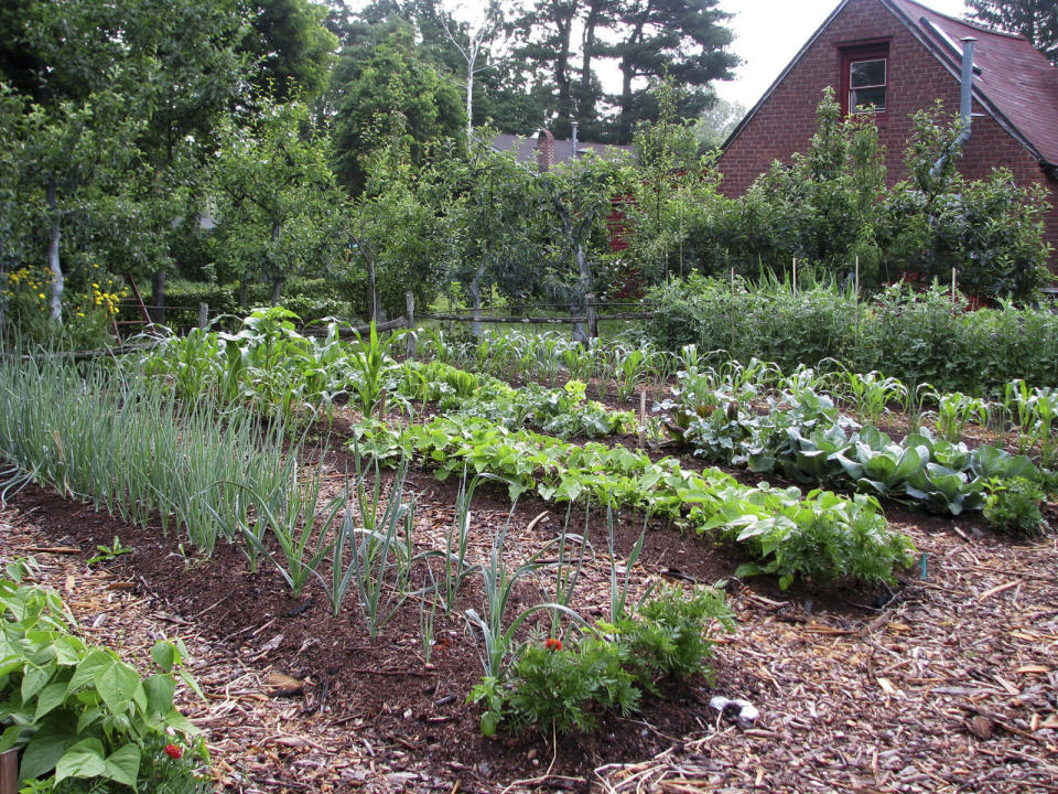 FILE - This undated photo shows beds in a weedless vegetable garden in New Paltz, N.Y. Smoke from hundreds of wildfires burning in Canada has affected air quality across vast swaths of the U.S. East and Midwest, which might have some effect on garden plants if the exposure is prolonged. (AP Photo/Lee Reich, File)