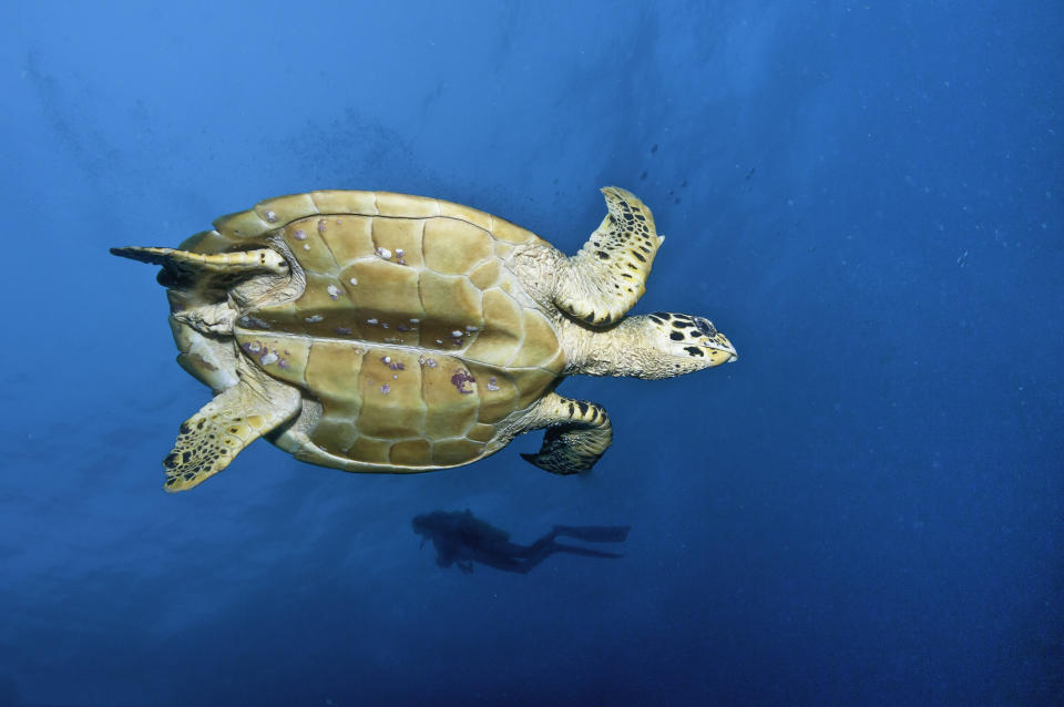 Hawkes billed turtle swimming to the surface to breath. diver in the background. Baa Atoll area, Maldives. Source: Getty