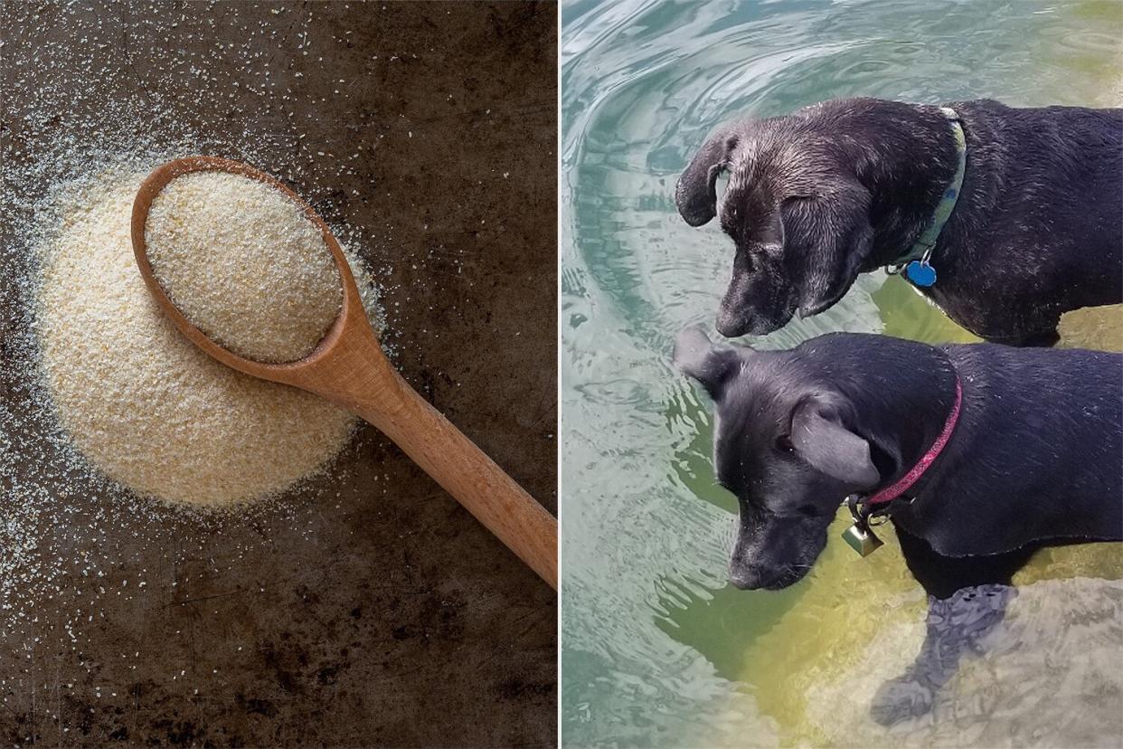 dogs poisoned by onion powder