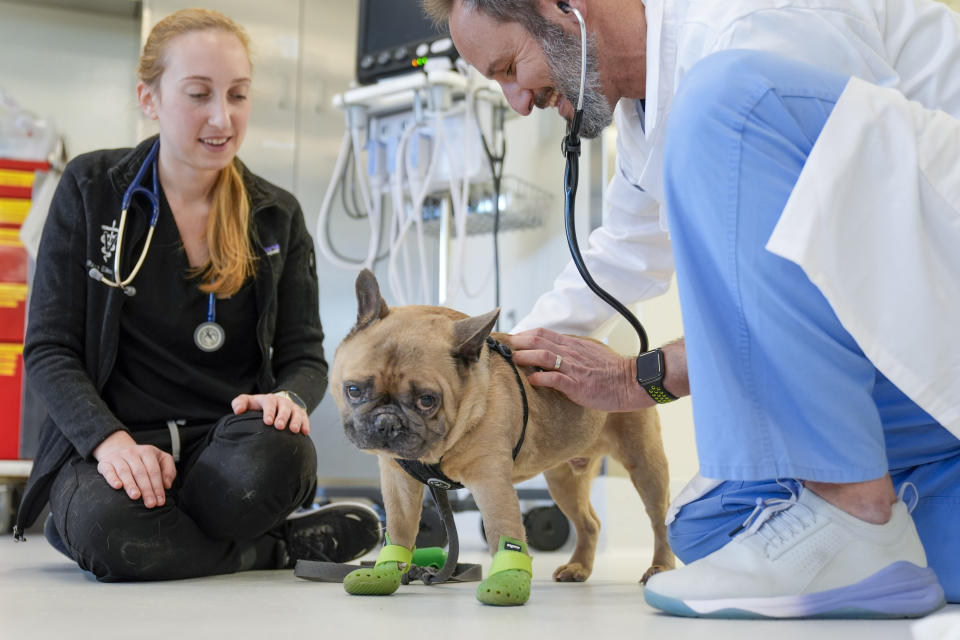 Senior veterinarian Dr. Daniel Spector, right, and surgical team member Allison Elkowitz examine Harrison, a French bulldog, in the surgery prep room at the Schwarzman Animal Medical Center, Friday, March 8, 2024, in New York. (AP Photo/Mary Altaffer)