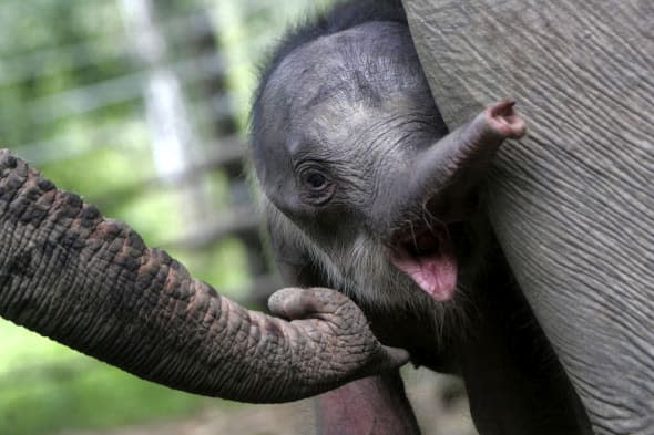 Baby elephants grieve