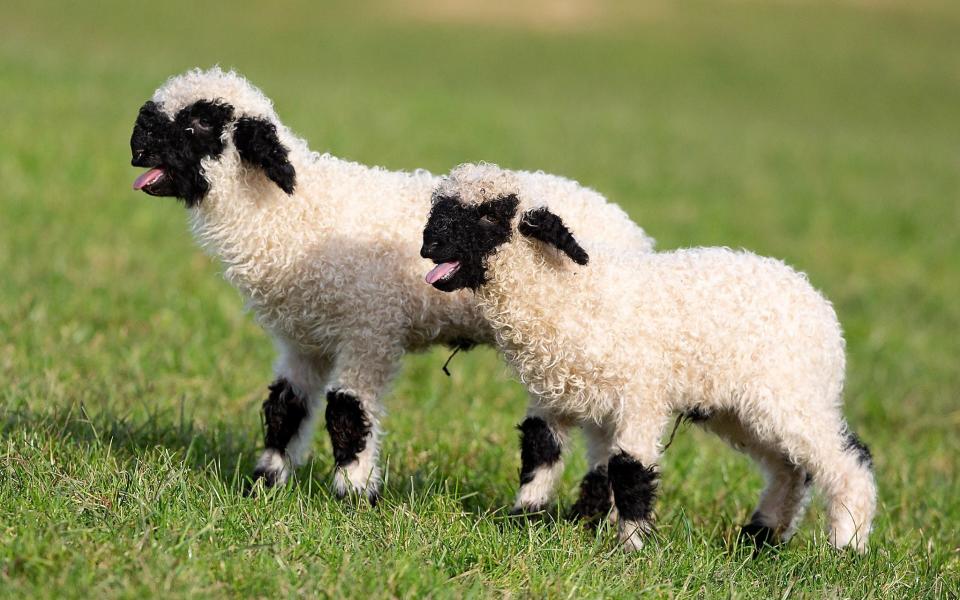 "At the moment we avoid being close to each other. We are always at a distance." she said. "To be honest, I always walk by sheep pastures and they run away. And here it is very different. It's great." - APEX