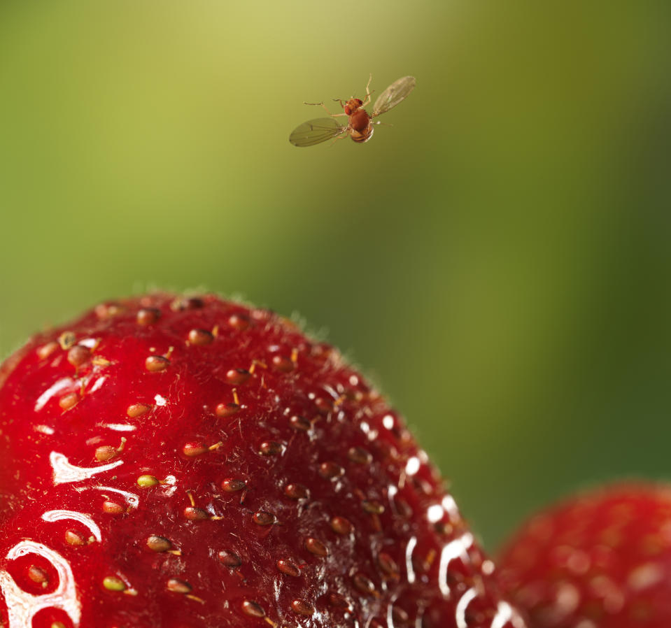 Eine einzelne weibliche Fruchtfliege kann Hunderte von Eiern legen. (Bild: Getty Images)