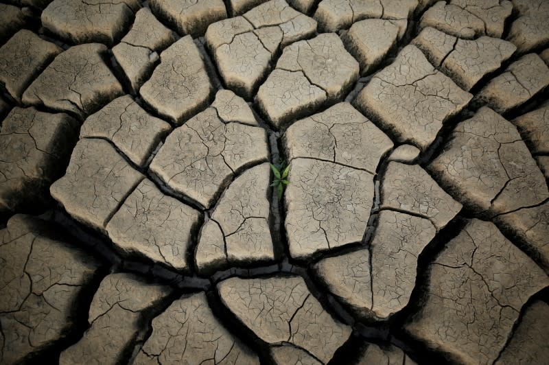 A plant grows between cracked mud in a normally submerged area at Theewaterskloof dam near Cape Town, South Africa, January 21, 2018.