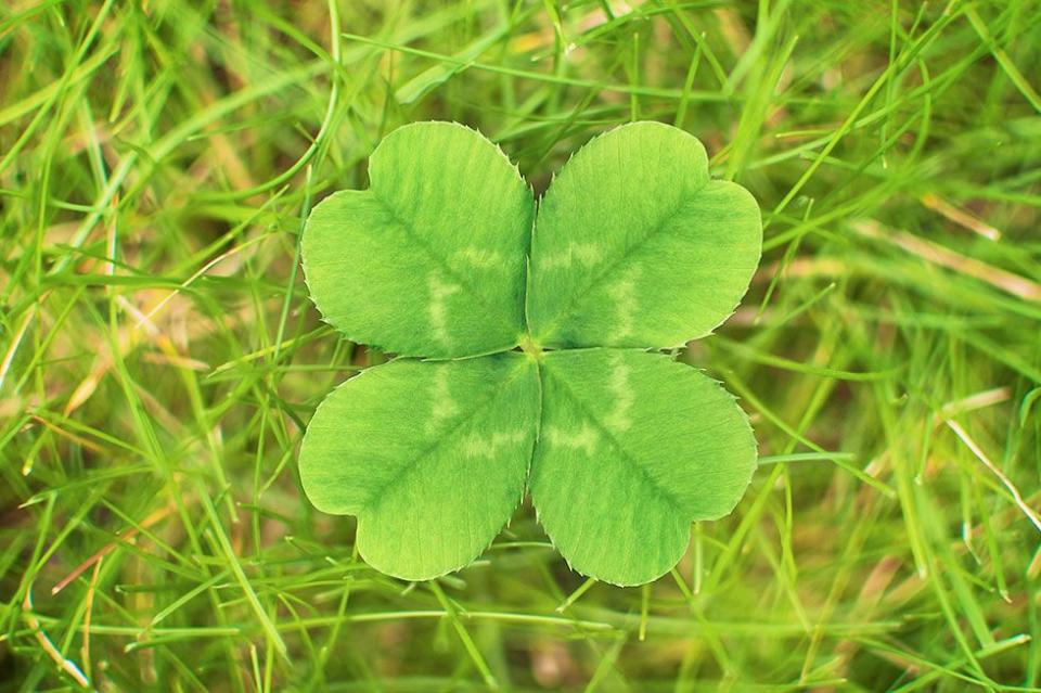 <p>You might think the myth of the four-leaf clover has celtic origins, but you’d be wrong. The <a href="https://www.dailytelegraph.com.au/newslocal/macarthur/what-are-the-odds-woman-finds-21-fourleaf-clovers-in-her-front-yard/news-story/421524008bdcef723a95f54495d345d6" rel="nofollow noopener" target="_blank" data-ylk="slk:hype around the shamrock;elm:context_link;itc:0;sec:content-canvas" class="link ">hype around the shamrock</a> started with Adam and Eve when Eve took a four-leaf clover from the Garden of Eden as a souvenir from the beautiful paradise they were leaving behind when they were exiled. Other cultures including the ancient Egyptians and yes, the Druid priests of Ireland, who believed that the clovers had healing properties and could ward off evil. It is estimated that the chances of finding a four-leaf clover is one in 10,000.</p>