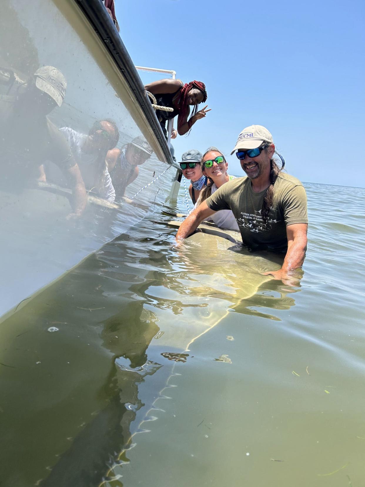 The sawfish was caught during an annual shark class co-taught by researches at Florida State University and the University of Florida.