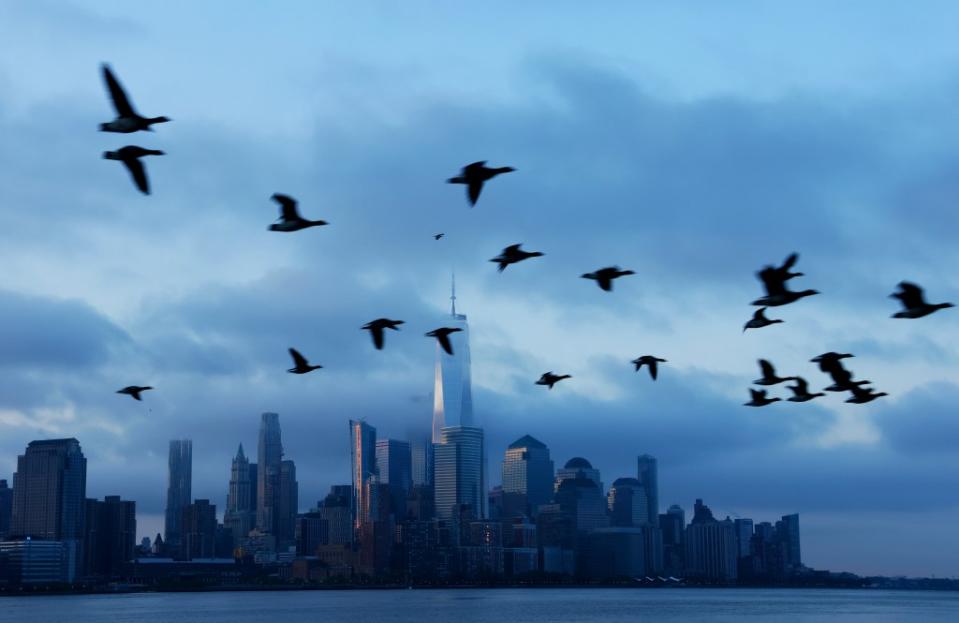 The highly pathogenic avian flu (H5N1) has been found in some bird droppings in NYC. Getty Images
