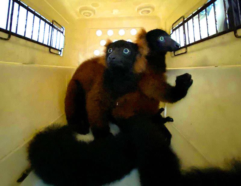 Red Ruffed lemur twins, born in February, are seen in a carrier at the Singapore Zoo
