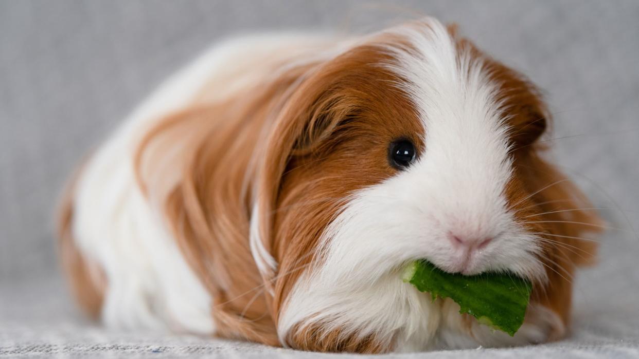 Guinea pig enjoying cucumber