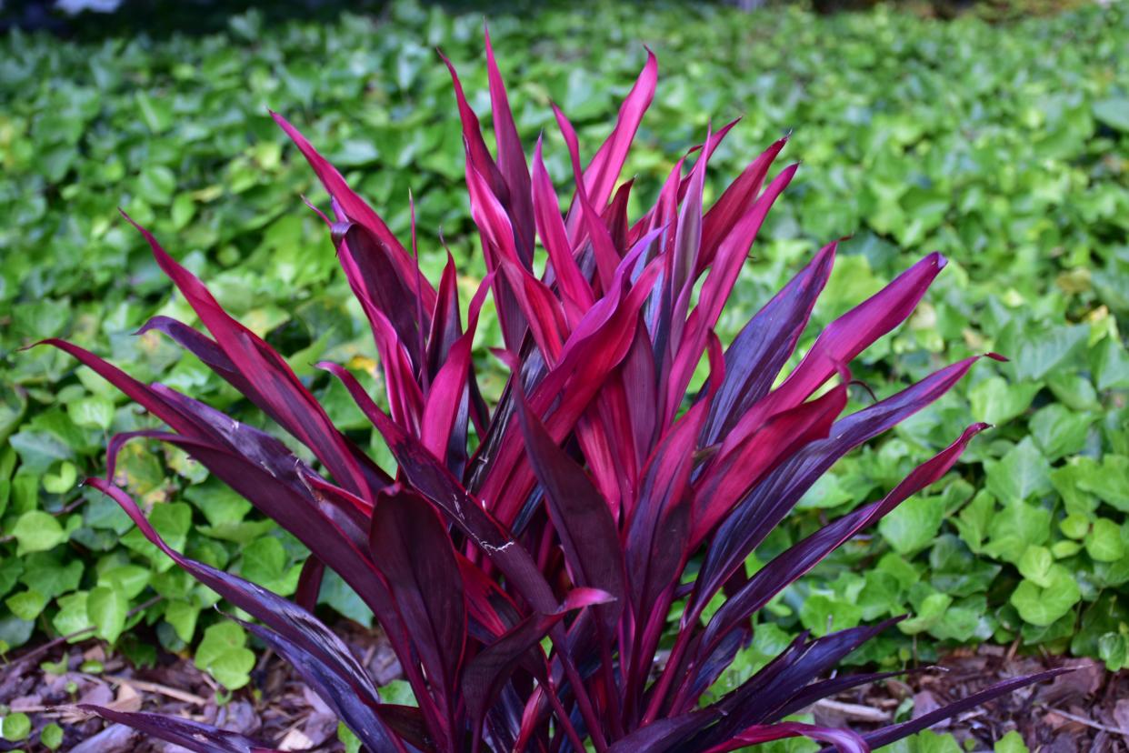 Ti plants display flamboyant foliage in sun or shade.