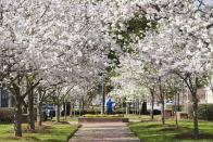 <p><em>March 22 to 31</em></p><p>To celebrate the city's whopping 350,000 Yoshino cherry trees, <a href="https://cherryblossom.com/" rel="nofollow noopener" target="_blank" data-ylk="slk:Macon Georgia's International Cherry Blossom Festival;elm:context_link;itc:0;sec:content-canvas" class="link ">Macon Georgia's International Cherry Blossom Festival</a> goes all out with over 50 events like a pink <a href="https://www.womansday.com/food-recipes/g2867/easter-brunch-recipes/" rel="nofollow noopener" target="_blank" data-ylk="slk:pancake breakfast;elm:context_link;itc:0;sec:content-canvas" class="link ">pancake breakfast</a>, Tunes & Balloons night (music and $10 hot air balloon rides!), and a cherry blossom parade to name a few. Central City Park even transforms into a fairground with around 25 rides and nightly concerts. </p>