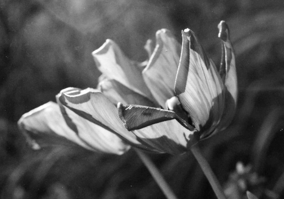 Grey Tulips