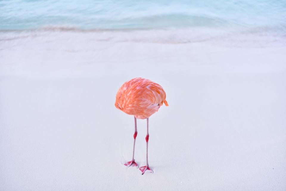 Miles Astray's photograph of a flamingo