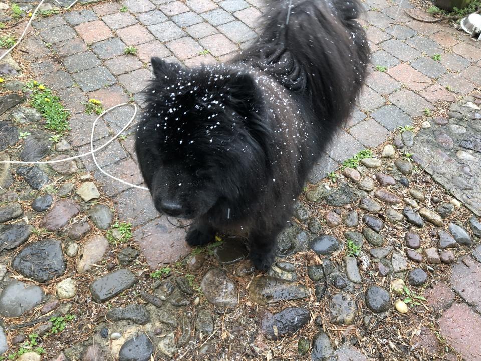 Falling graupel collects on the fur of Wilbur, a chow chow from Earlville on April 25, 2023. The tiny ice pellets fall on rainy days in the 40's when it's too warm for sleet and too cool for hail.