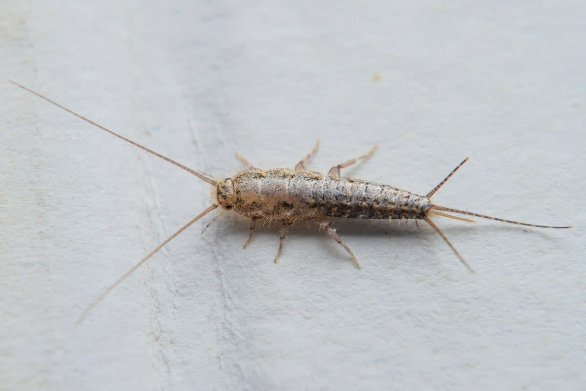 The insects can feed on paper  (Getty Images/iStockphoto)