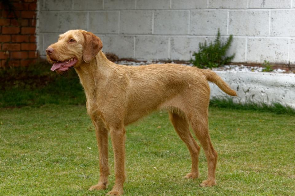 hungarian wirehaired vizsla