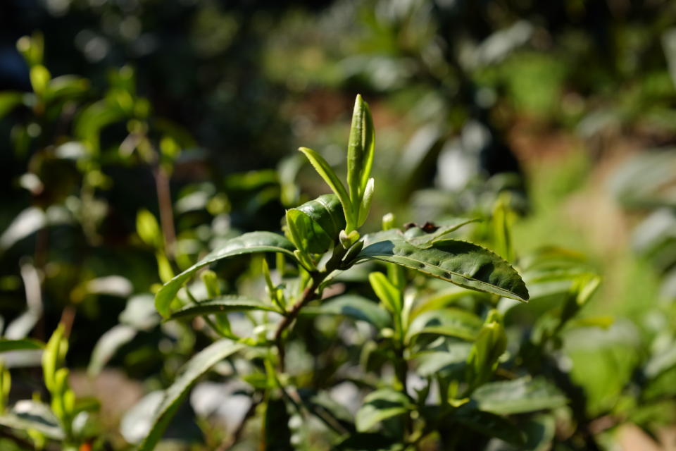 Similarly to any fine wine coming from grapes, different varieties of Chinese teas all come from one plant, the Camellia sinensis. (Tea Drunk/Shunan Teng)