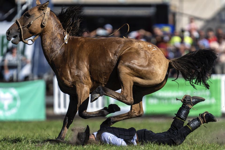 A gaucho or South American cowboy is bucked off by a wild horse during the Criolla Week rodeo festival, in Montevideo, Uruguay, Tuesday, March 26, 2024. (AP Photo/Matilde Campodonico)