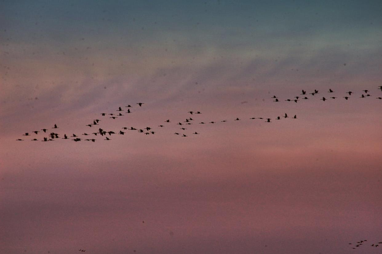 Sandhill cranes flying above the Platte River in Nebraska. <a href="https://flic.kr/p/e6HkFZ" rel="nofollow noopener" target="_blank" data-ylk="slk:shannonpatrick17/Flickr;elm:context_link;itc:0;sec:content-canvas" class="link ">shannonpatrick17/Flickr</a>, <a href="http://creativecommons.org/licenses/by/4.0/" rel="nofollow noopener" target="_blank" data-ylk="slk:CC BY;elm:context_link;itc:0;sec:content-canvas" class="link ">CC BY</a>