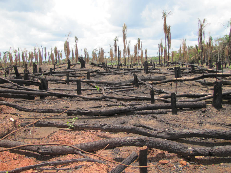 Deforestación del Amazonas (Foto:Getty)