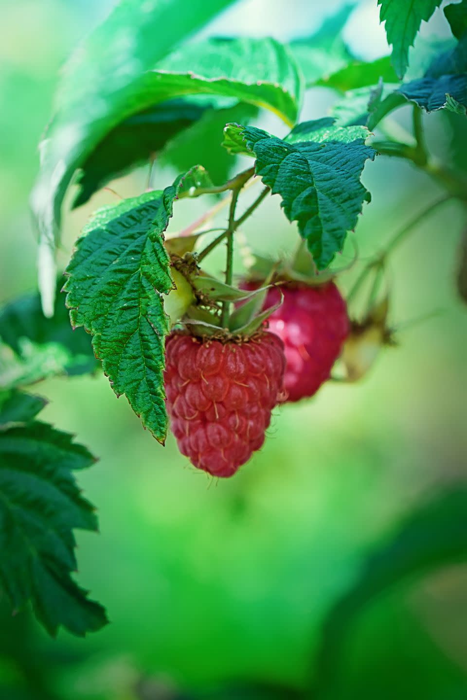 4) Raspberries