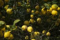 A lemon tree grows at the la Casetta garden in Menton, France, Friday, March 1, 2024. Menton lemons are bigger than most lemons, with a thicker skin. (AP Photo/Daniel Cole)