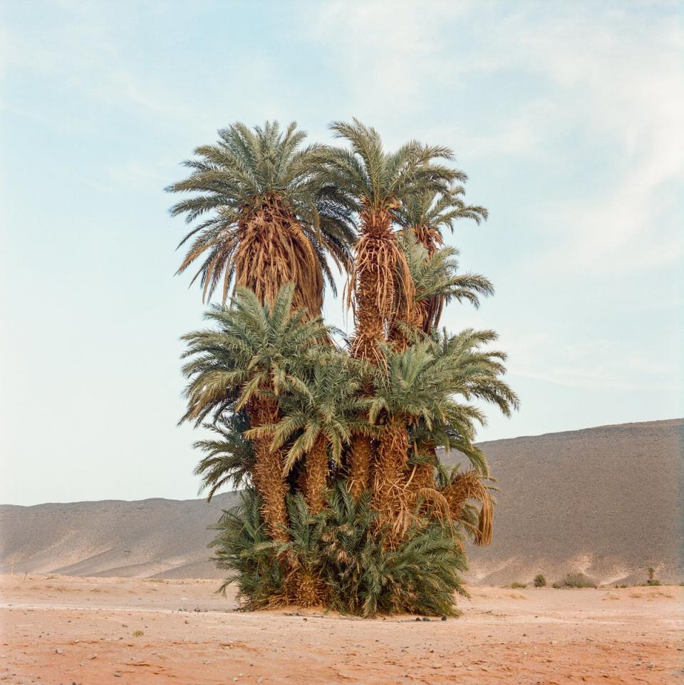 A cluster of palm trees at Morocco’s Tanseest Oasis (M’hammed Kilito)