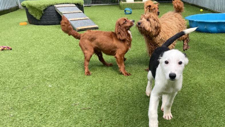 Puppies at rescue centre
