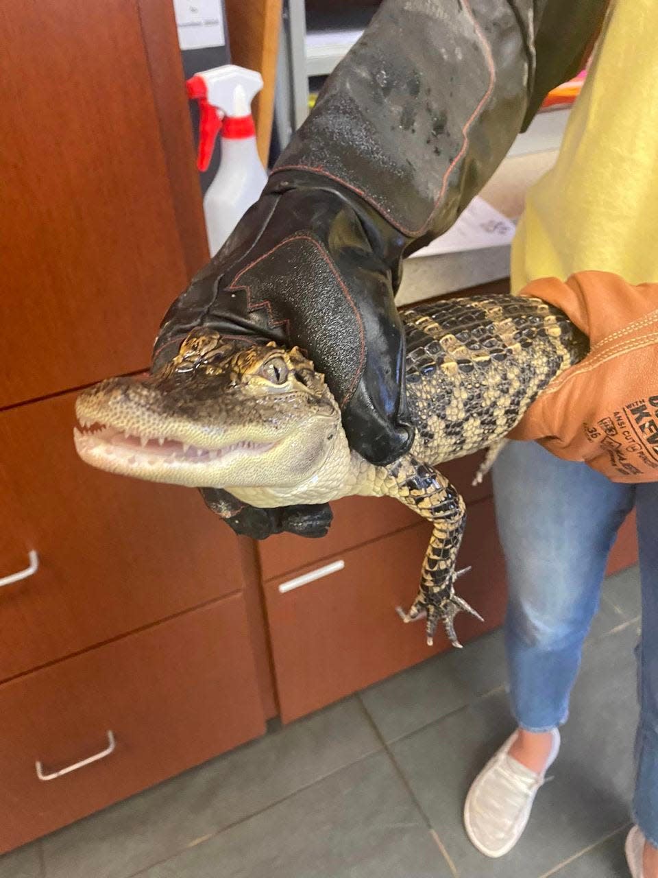 Lubbock Animal Services confiscated a pet alligator within the city limits on Monday.