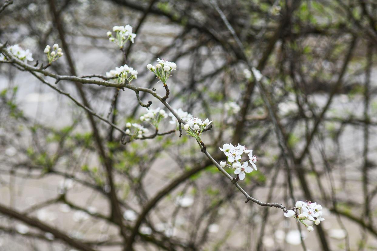 A Bradford pear tree branch on the Tennessee River on Thursday, March 7, 2024.