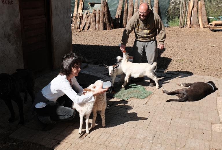 Silvia Fassetta (L), one of the founders of The Green Place animal refuge, bottle feeds a lamb