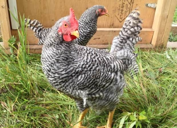 The barred Plymouth Rock chicken breed was developed in the U.S. in the late 1800s and was the most popular breed for about 100 years. Angus Johnston of Murray River won many prizes for his barred Plymouth Rocks. 