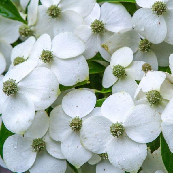 1) Dogwood