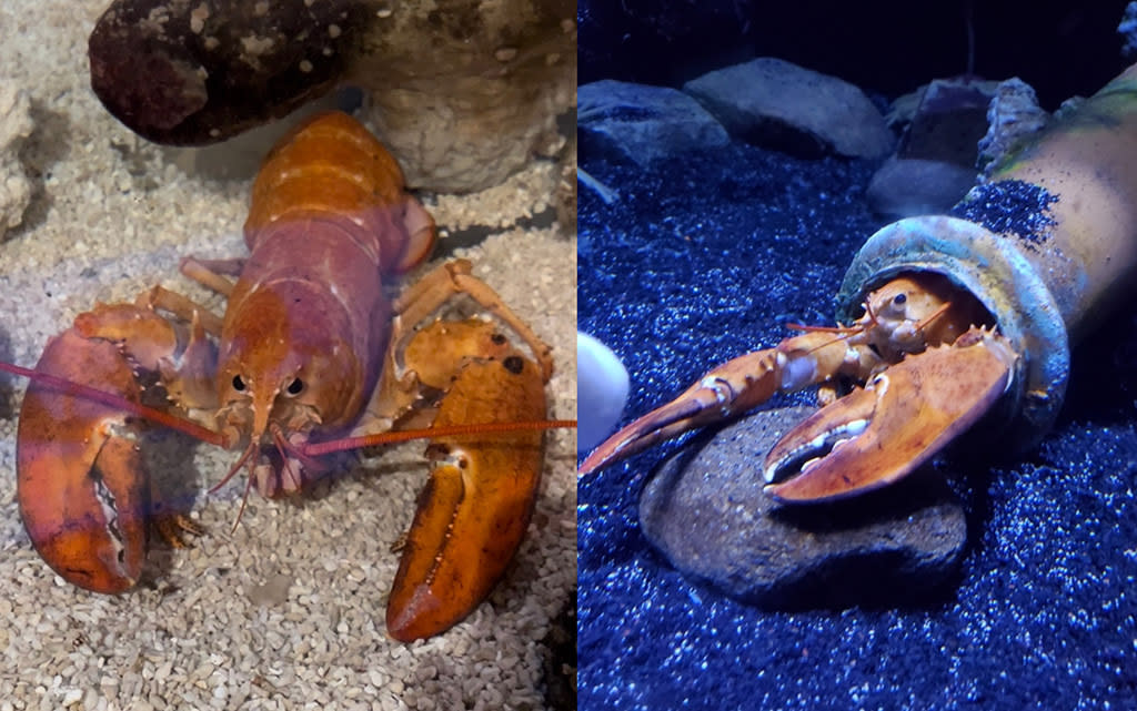 How rare is an orange lobster? After two of these vibrantly-colored crustaceans were rescued at different Red Lobster restaurants this summer, researchers began to wonder. (Photos: Ripley's Aquarium of Myrtle Beach/Ripley's Aquarium of the Smokies)