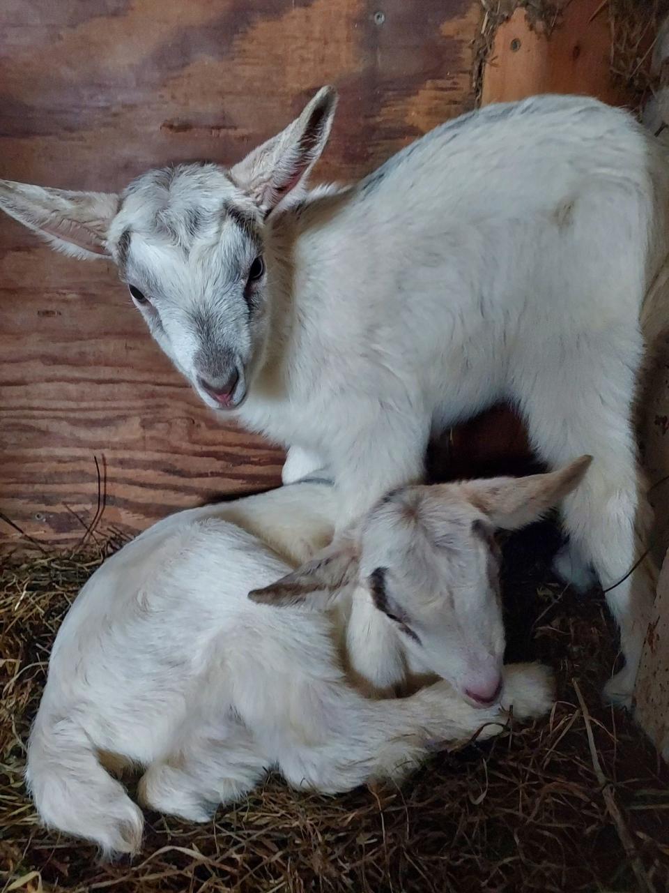 A farm fresh buffet style dinner and a baby goat visit is on the agenda for RTB’s First “Farmraiser."