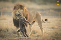 <p>“A male African lion teaches a lesson to a hyeena pack for trying to steal its kill.” (<a rel="nofollow noopener" href="http://yourshot.nationalgeographic.com/profile/266943/" target="_blank" data-ylk="slk:Aaron Baggenstos;elm:context_link;itc:0;sec:content-canvas" class="link ">Aaron Baggenstos</a> / National Geographic Nature Photographer of the Year contest) </p>