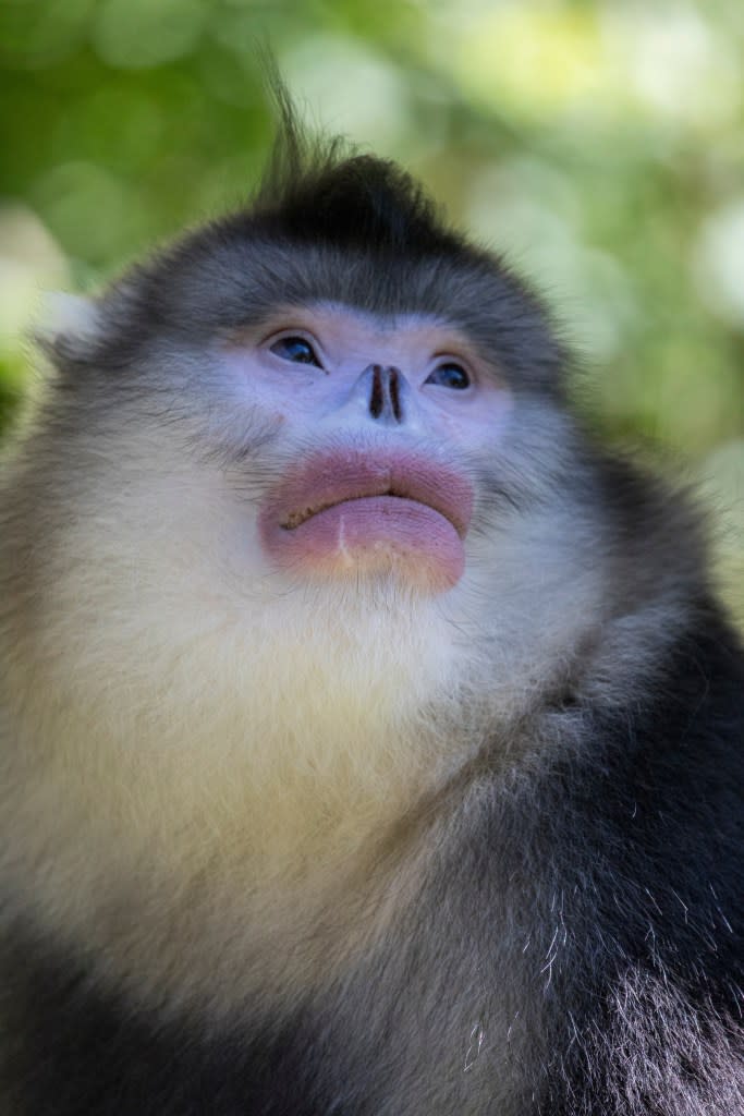 The Yunnan snub-nosed monkey is serving looks. Danita Delimont – stock.adobe.com