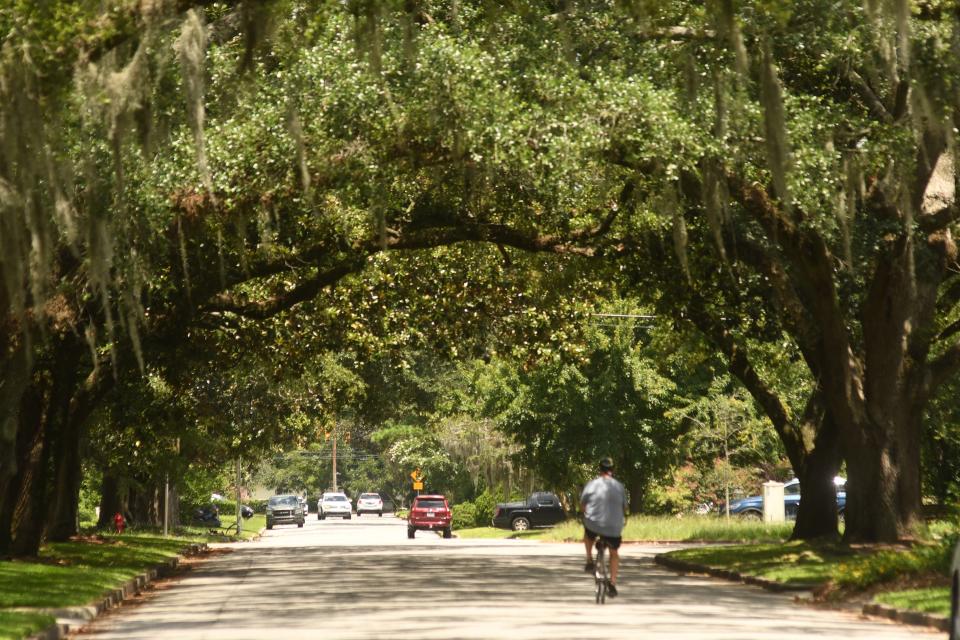 Mature shade trees helps cool many of Wilmington's older and wealthier neighborhoods, like Forest Hills. The city's new urban tree plan recommends improving and expanding the city's tree canopy. KEN BLEVINS/STARNEWS