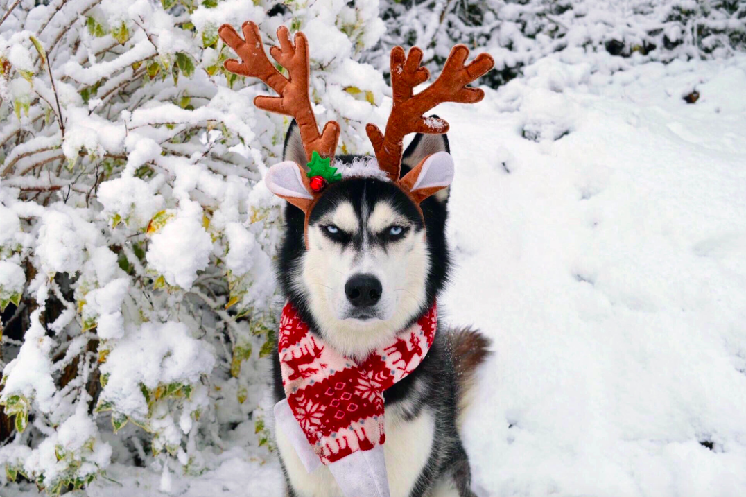 <em>Anuko does not seem impressed with his Christmas outfit (Caters)</em>