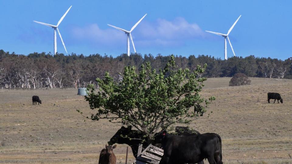 Cows are seen near a wind farm near Bungendore, 40km East of Canberra