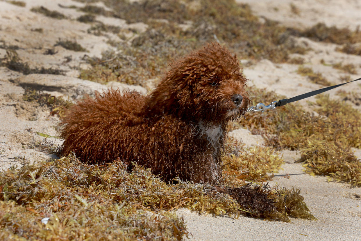 A brown leashed poodle sits on seaweed in the sand.