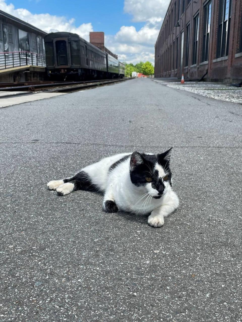 Mookie, the feline mascot of the N.C. Transportation Museum, was last seen Sept. 2. If you “rescued” her during a visit, the staff would like to have her back.