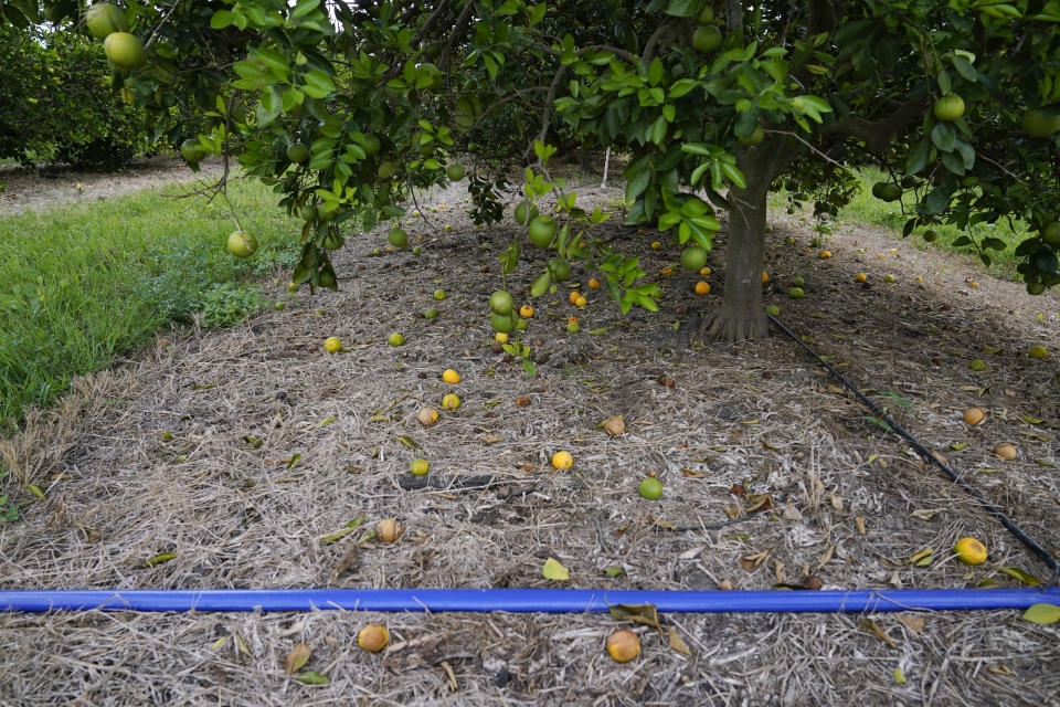 Oranges that have fallen off trees due to the recent drought and heatwave lay near an irrigation hose at Ben & Ben Becnel, Inc. in Plaquemines Parish, La., Thursday, Sept. 28, 2023. Citrus farmers in the southeast corner of Louisiana are scrambling to protect and save their crops from salt water, which for months has polluted the fresh water they use for irrigation. A mass flow of salt water from the Gulf of Mexico continues to creep up the Mississippi river and threaten Louisiana communities water used for drinking, cooking and agriculture. (AP Photo/Gerald Herbert)