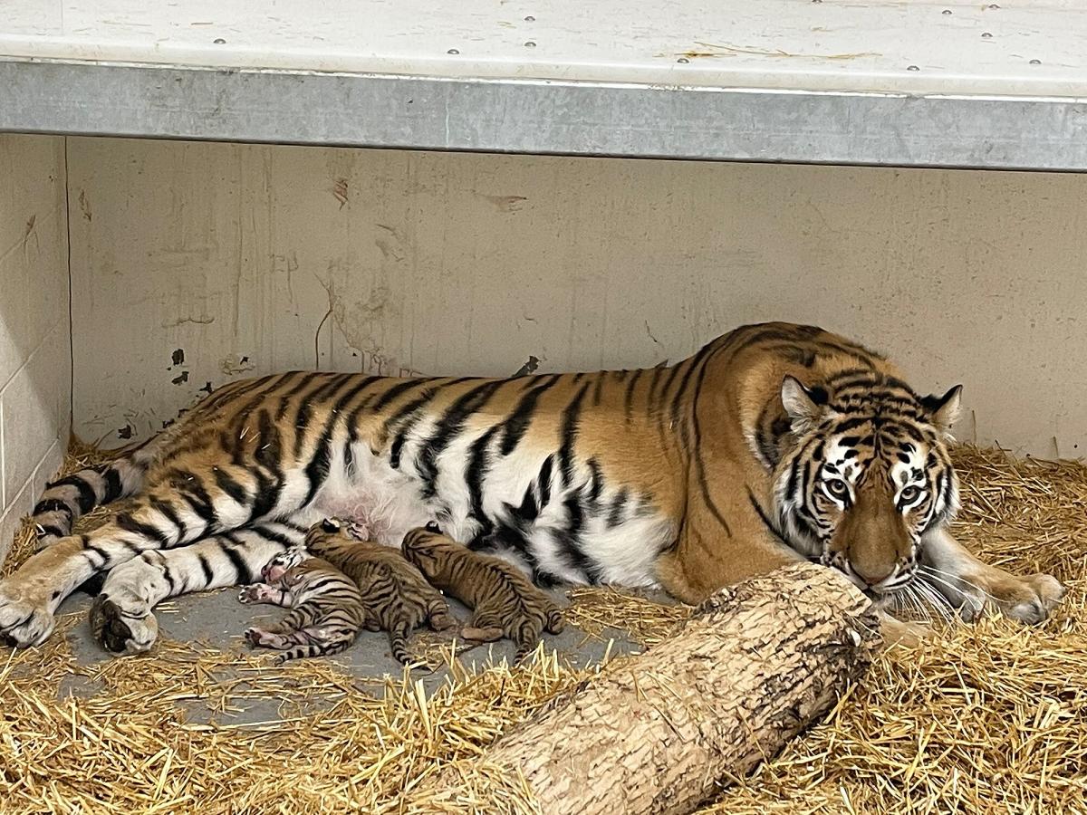 siberian tiger cubs and mother