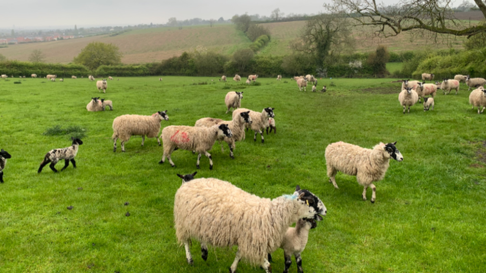 Sheep at Sheep at Scraptoft