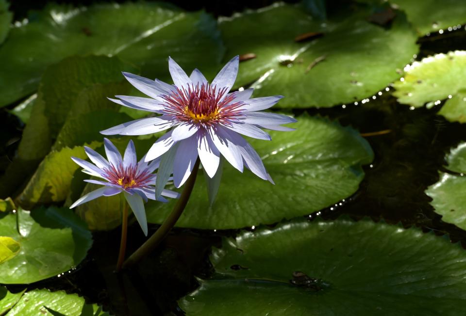 Photographers enjoyed the opportunity of photographing waterlilies in full bloom among the ponds at McKee Botanical Garden during its recent Waterlily Celebration.